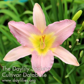 Daylily Silver Veil